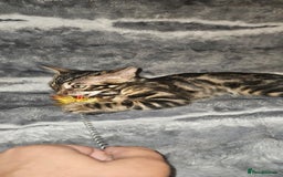 Bengal cats for sale: SHOW QUALITY BABIES  in Andover - Image 9