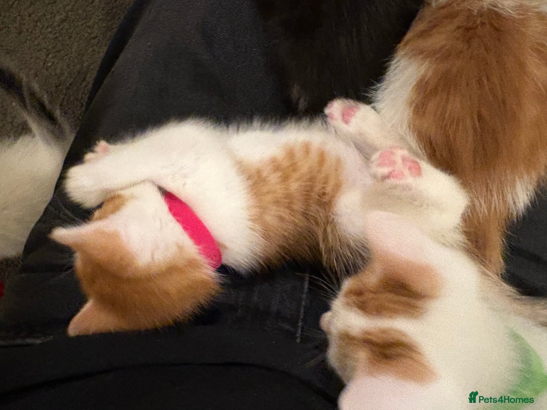 Domestic Shorthair cats for sale: Domestic Shorthairs - 6 Left - Advert 37