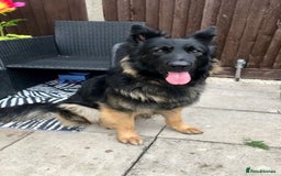 German Shepherd dogs for sale: Male German shepherd needs a loving home - Image 2