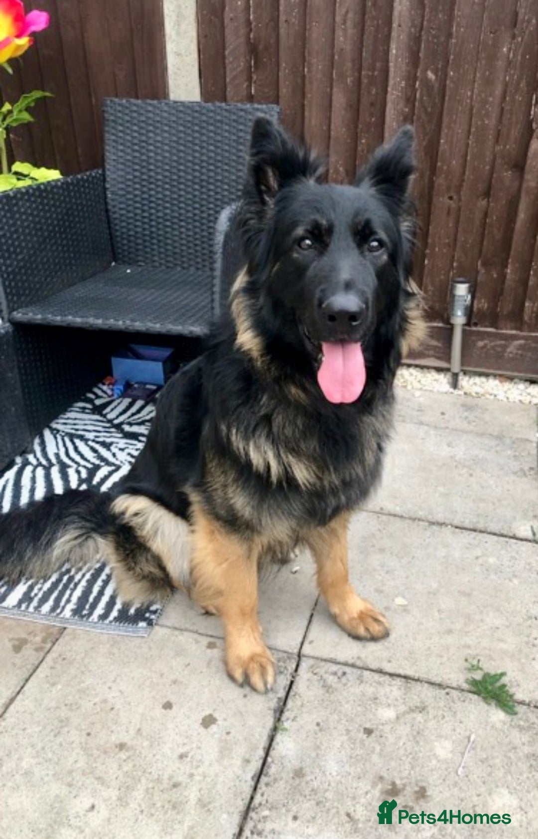 German Shepherd dogs for sale: Male German shepherd needs a loving home - Image 2