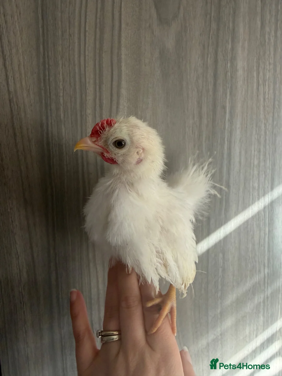 Chickens poultry for sale: Serama Rooster silkie - Advert 2