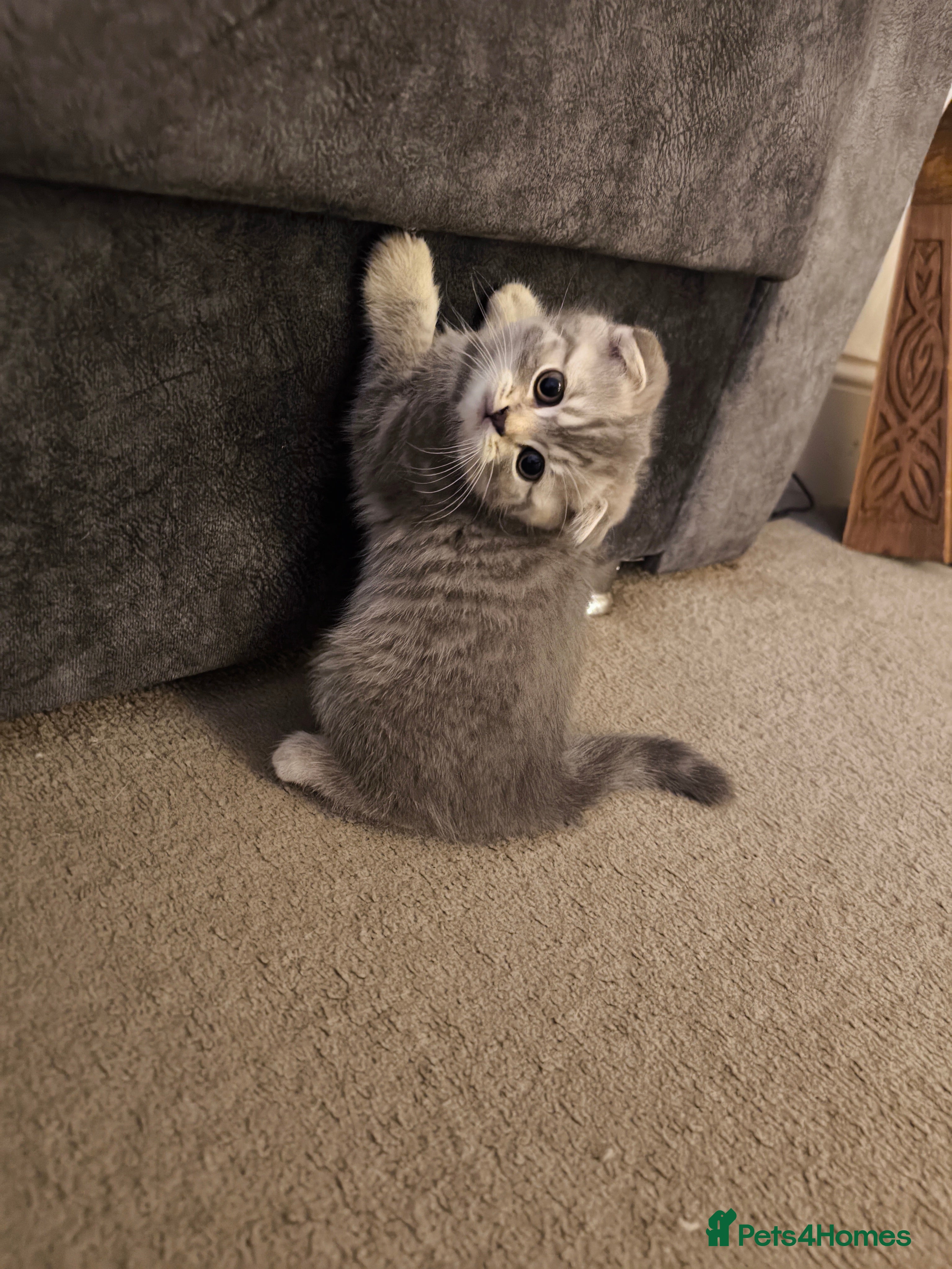 Scottish Fold cats 2LEFT !! Fluffy Top-Quality Scottish Fold Kittens  - Advert 1