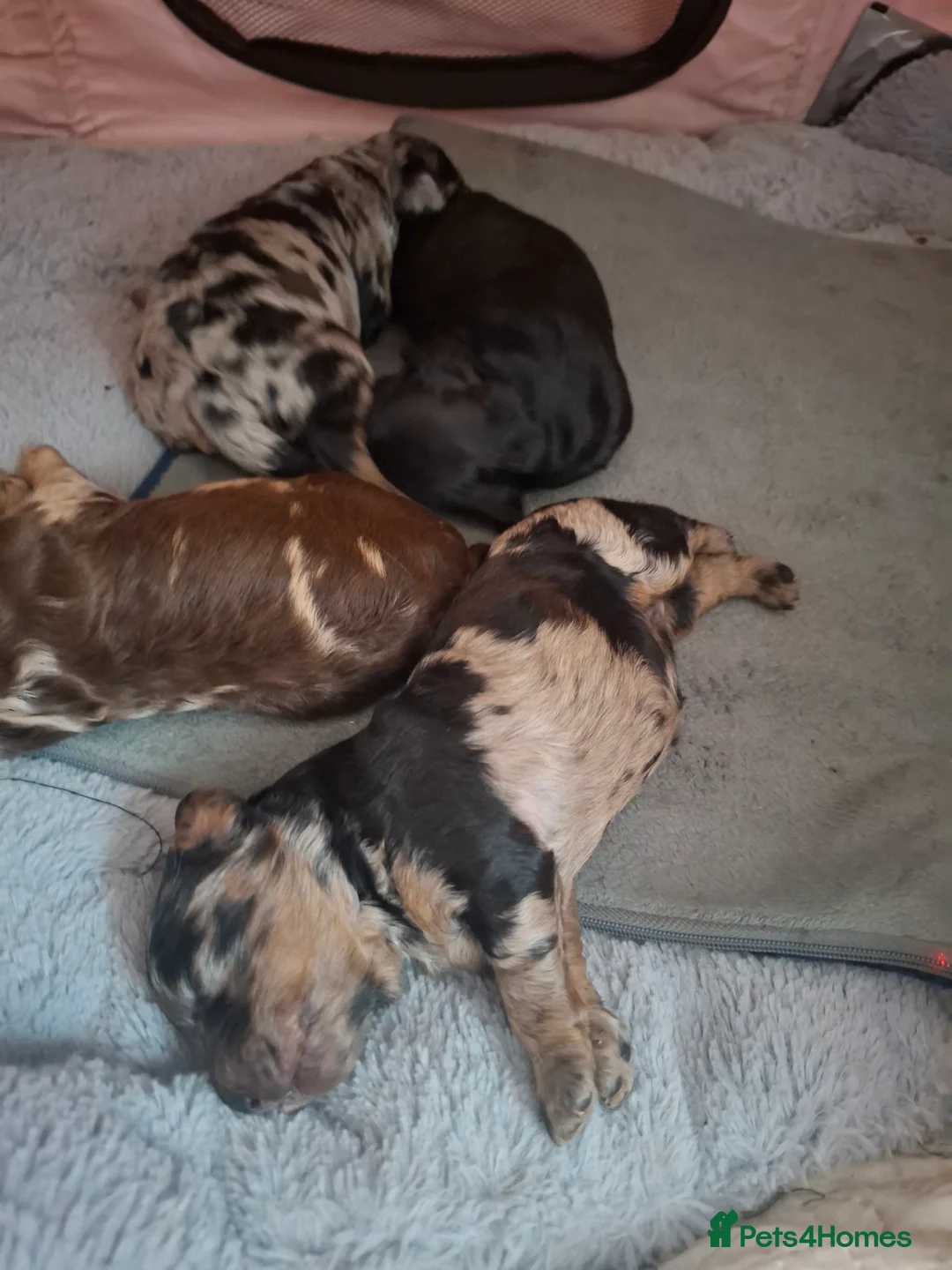 Cockapoo dogs for sale: Toy cockapoo pups - Advert 4