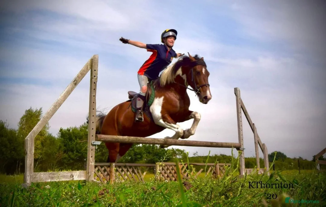 Irish Cob horses for sale: 15.2hh cob gelding in Gainsborough - Advert 11