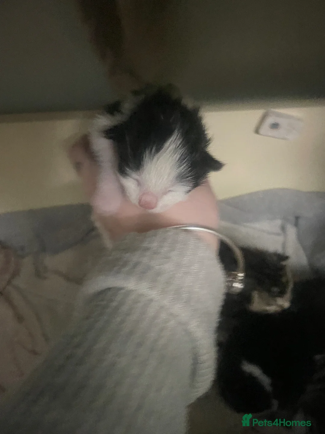 Mixed Breed cats for sale: Mixed tabby’s  - Advert 2