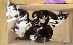 Mixed Breed cats for sale: 5 Beautiful Black & White Kittens Available  - Image 19