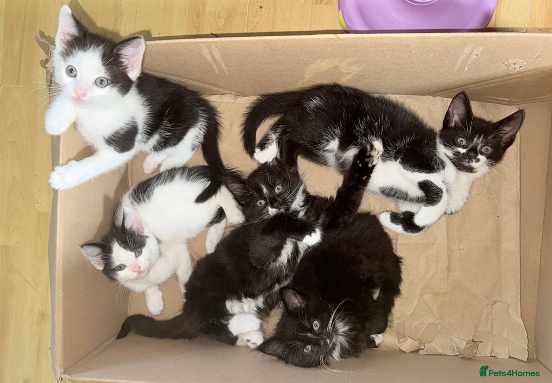 Mixed Breed cats for sale: 5 Beautiful Black & White Kittens Available  - Image 19