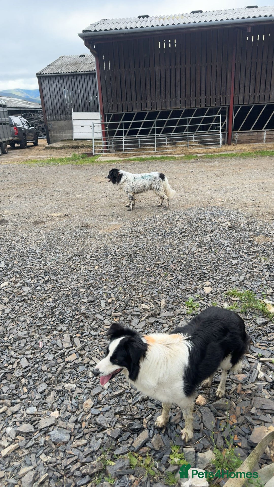 Border Collie dogs for sale: Very cute Border Collie Pups From Working Dogs - Advert 4