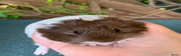 Guinea Pig rodents for sale: Baby Guinea pigs  - Advert 7