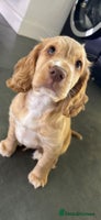 Cocker Spaniel dogs Stunning full pedigree show cocker spaniels - Advert 3