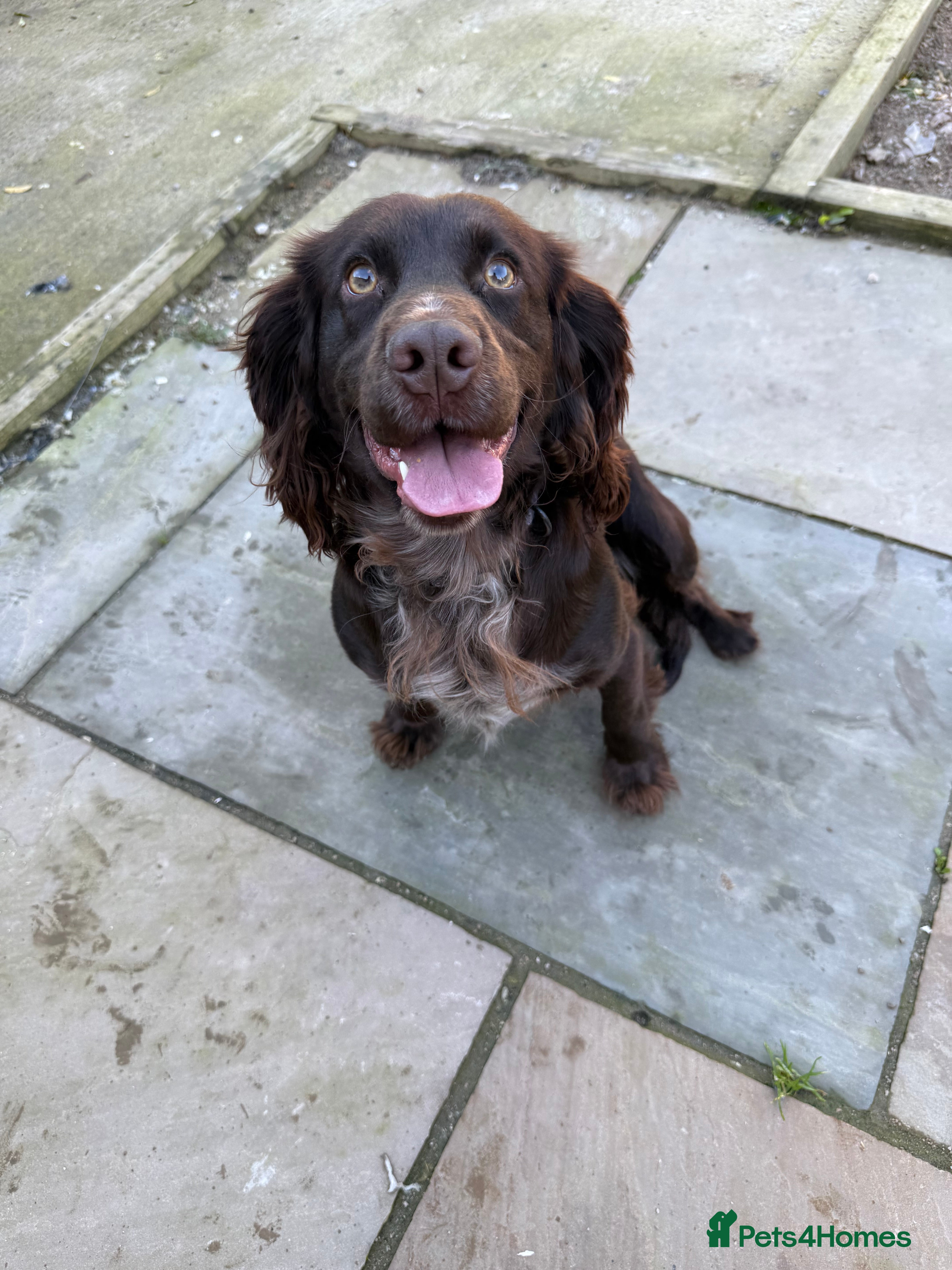 Cocker Spaniel dogs Beautiful cocker spaniel puppies  - Advert 2