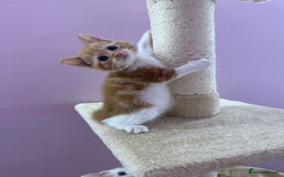 Mixed Breed cats for sale: READ INFO, 8 beautiful ginger kittens. - Image 7