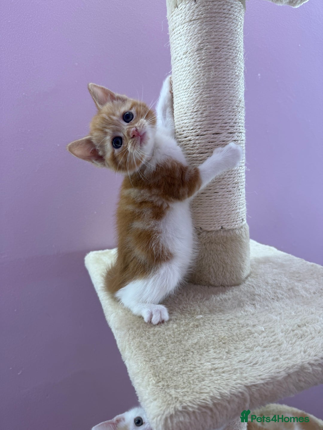 Mixed Breed cats for sale: READ INFO, 8 beautiful ginger kittens. - Image 7