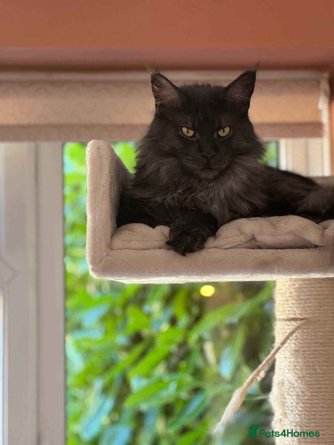 Maine Coon cats for sale: 3 year old (still growing) male for sale - Image 3