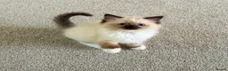 Ragdoll cats for sale: Stunning  ragdoll kittens boy available  - Advert 33