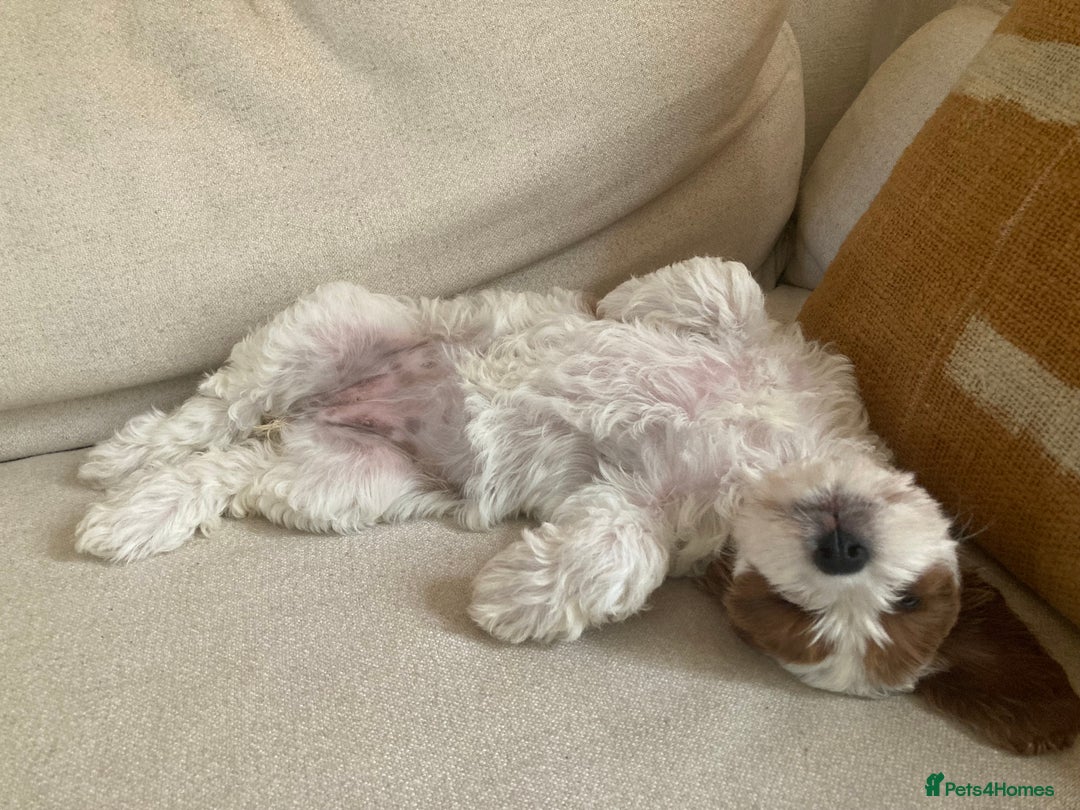 Cavapoo dogs for sale: 8 week old Cavapoo girl - Image 10