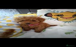 Poodle dogs for sale: Toy poodle puppies for sale  - Image 12