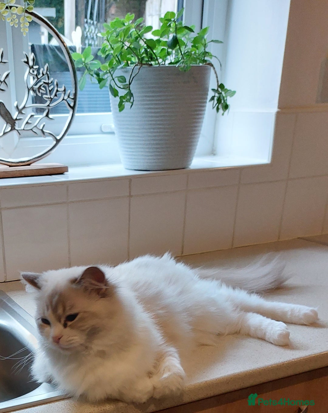 Ragdoll cats for sale: 🔥PRESTIGIOUS BEAST SIZE EU FEMALE🔥  - Advert 25