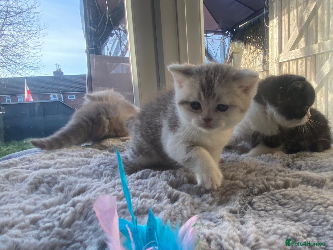 British Shorthair cats for sale: British shorthair longhair TICA boys tabby bio - Advert 5