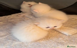 British Longhair cats for sale: Adorable Pure White Blue-Eyed British Kittens - Image 5