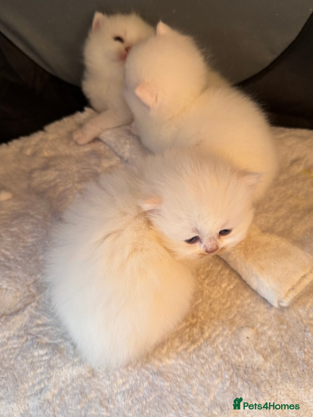 British Longhair cats for sale: Adorable Pure White Blue-Eyed British Kittens - Image 5