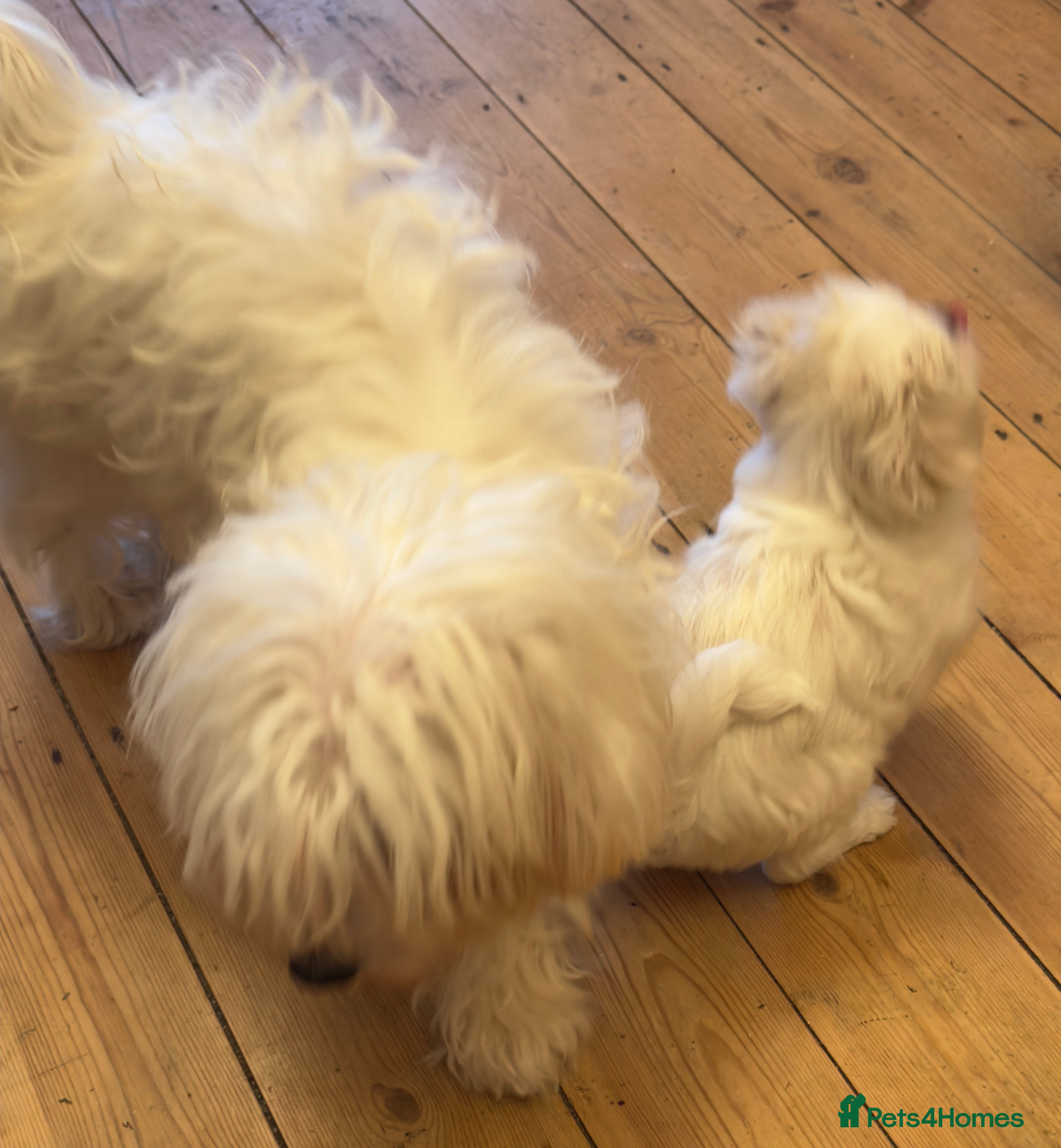 Mixed Breed dogs  **  Jatese puppies (toy breed) - Advert 1