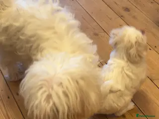 Mixed Breed dogs ** Jatese puppies (toy breed) - Advert 1