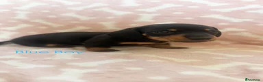 Miniature Dachshund 1