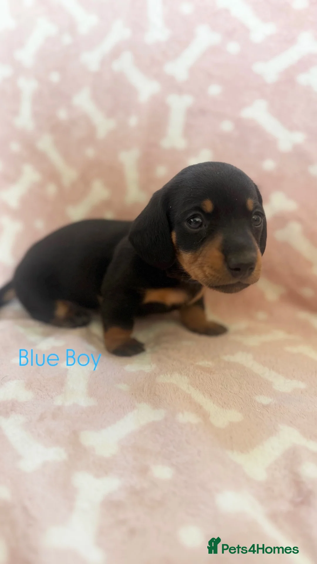 Miniature Dachshund dogs for sale: Miniature Daschunds ready soon for new homes in Cowbridge - Advert 1