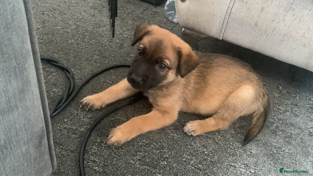 Mixed Breed dogs for sale: 2 beautiful babies left - Image 5