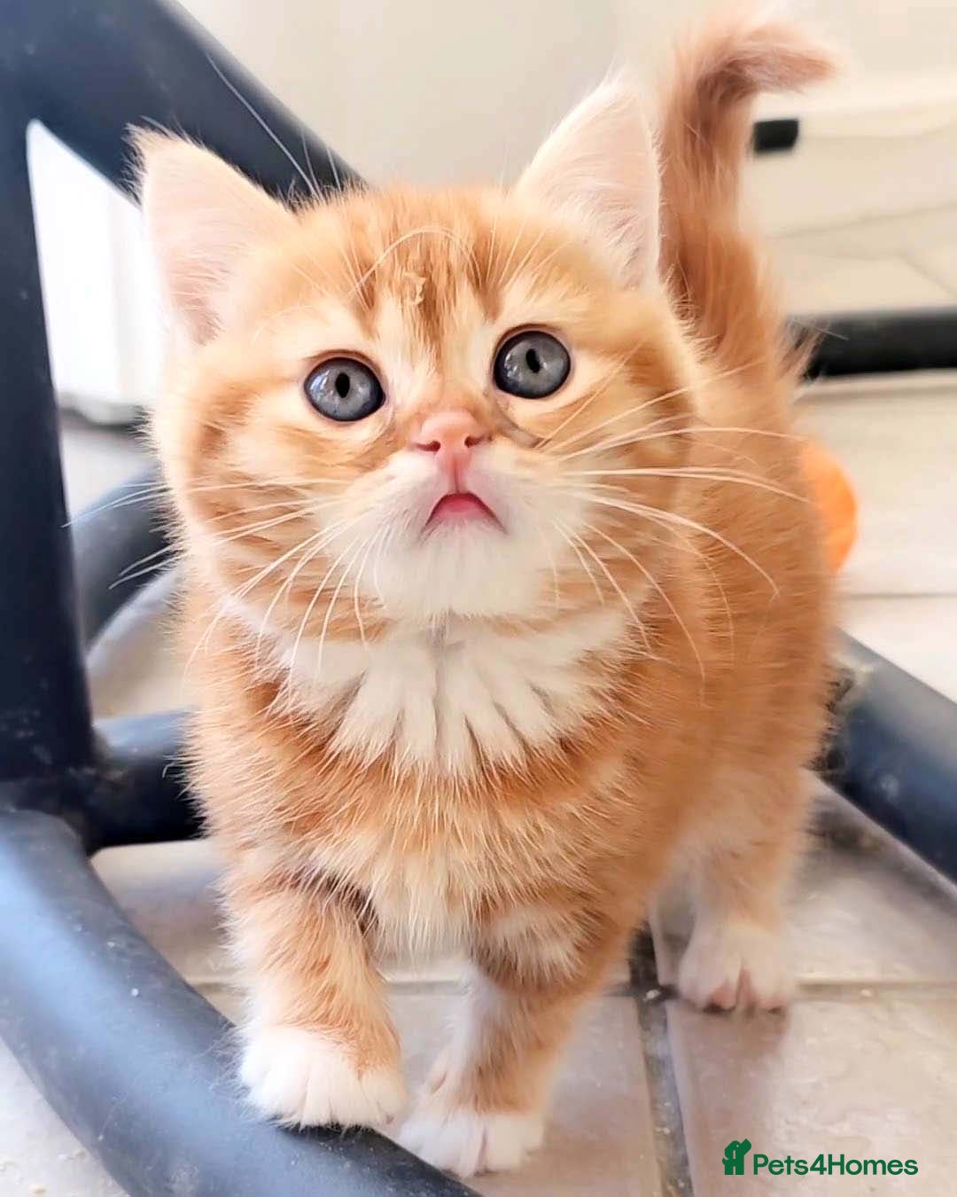 British Shorthair cats for sale: Lovely BSH/BLH Kittens Ready For New Home - Advert 22