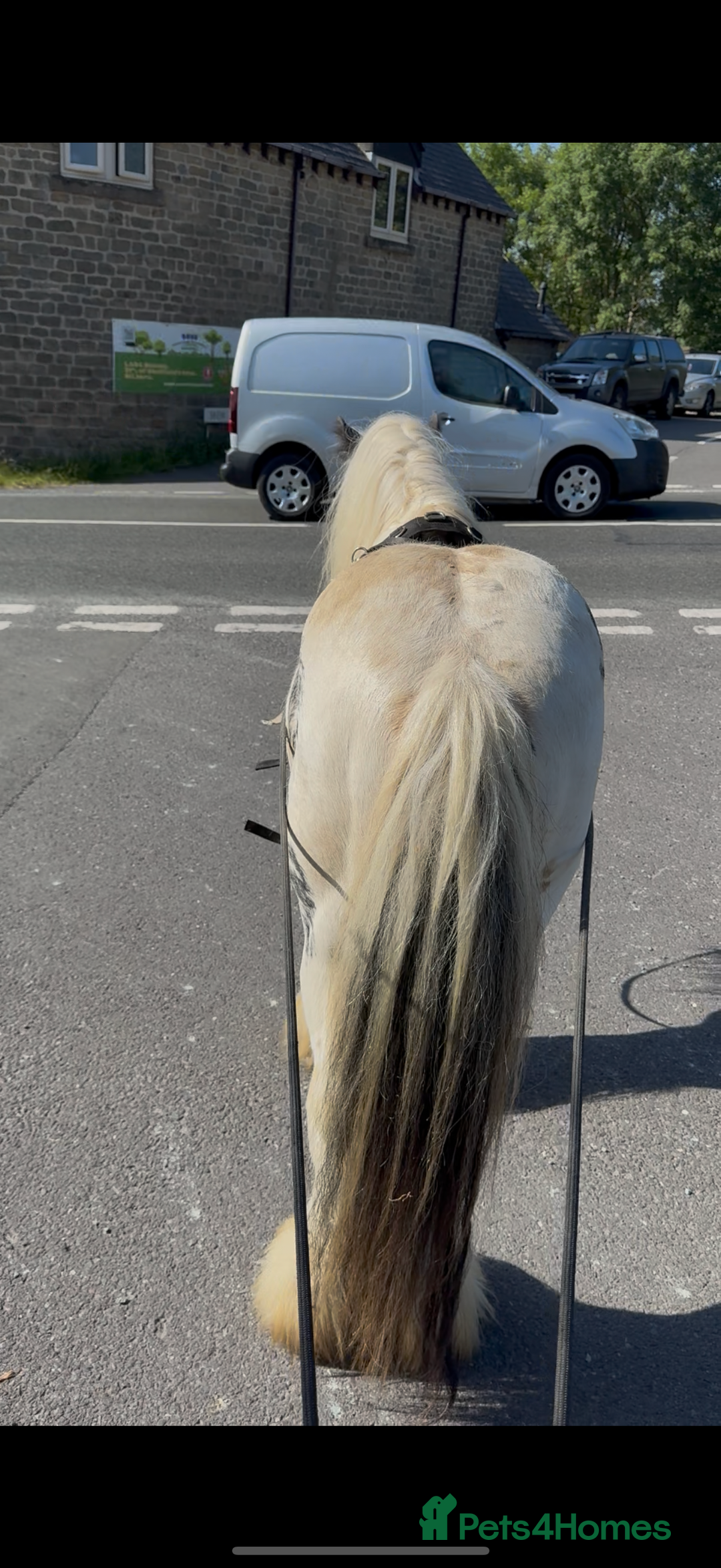 Irish Cob horses for sale: beautiful kids pony project ❤️ - Image 8