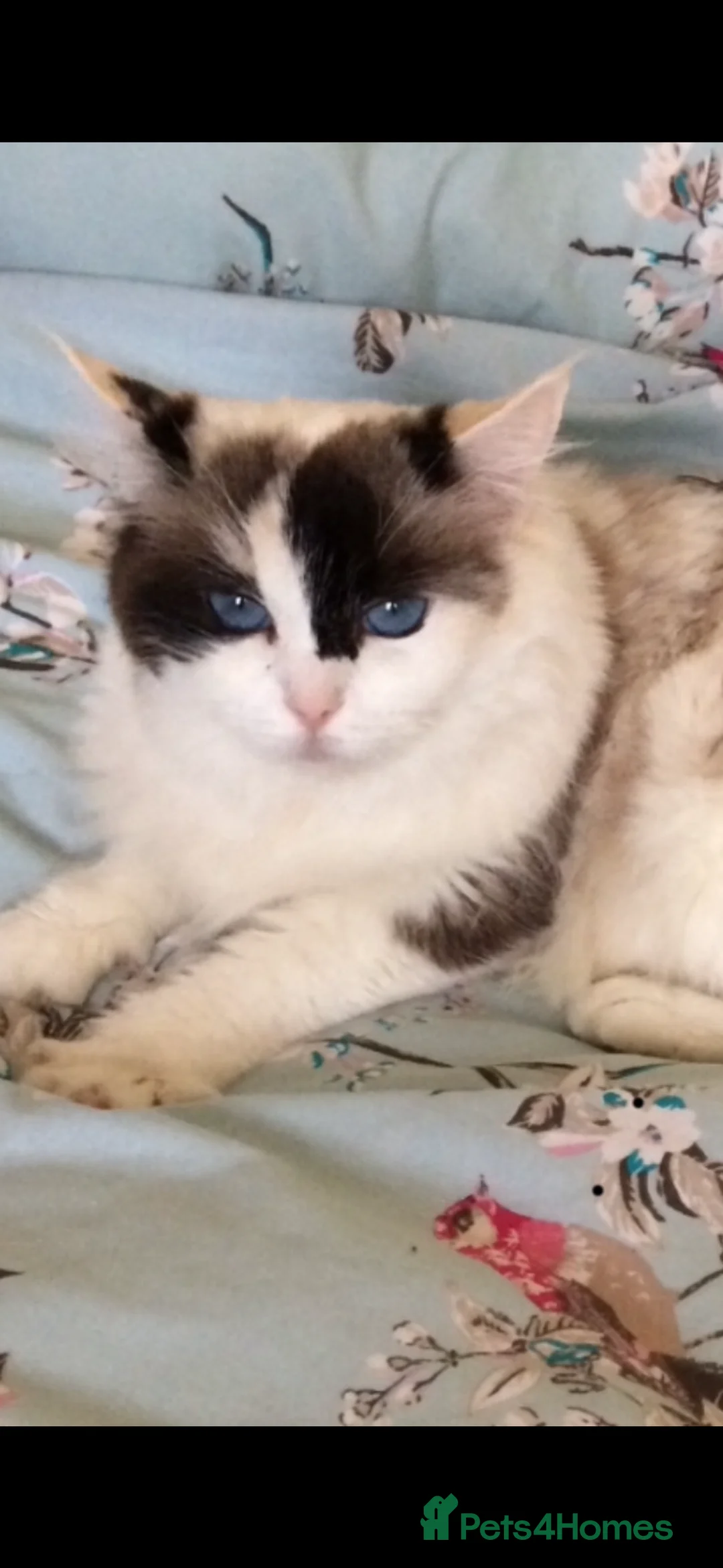 Ragdoll cats for sale: 🩷 Waiting list now open 🩷 - Advert 9