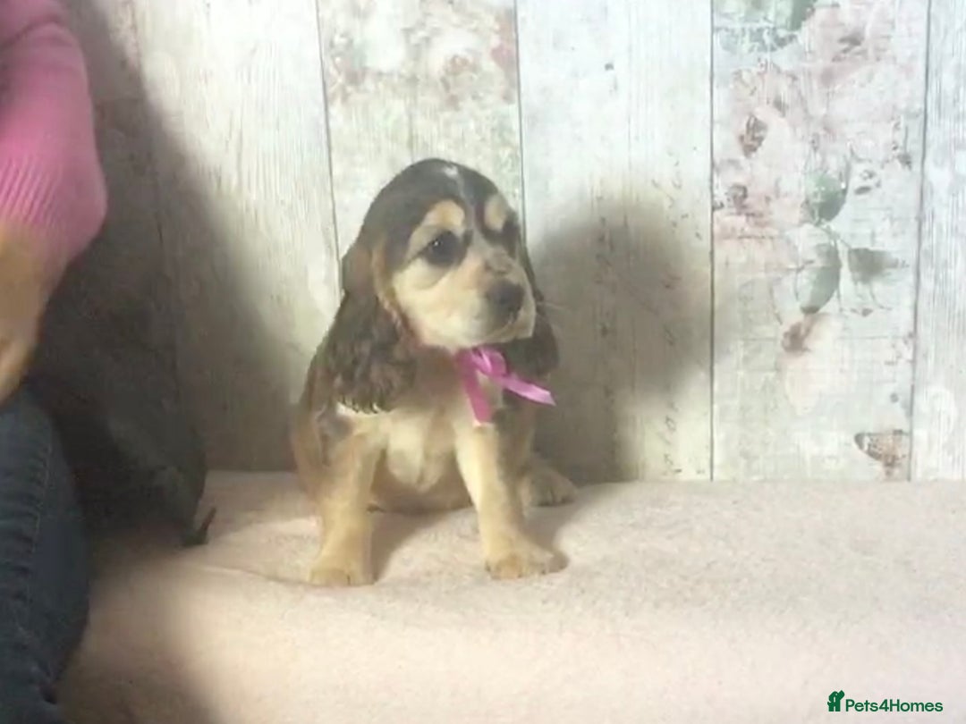 Cocker Spaniel dogs for sale: Adorable, Social, Confident KC reg Cocker pups - Image 16