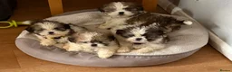 Shih Tzu dogs for sale: Shih Tzu - Advert 1