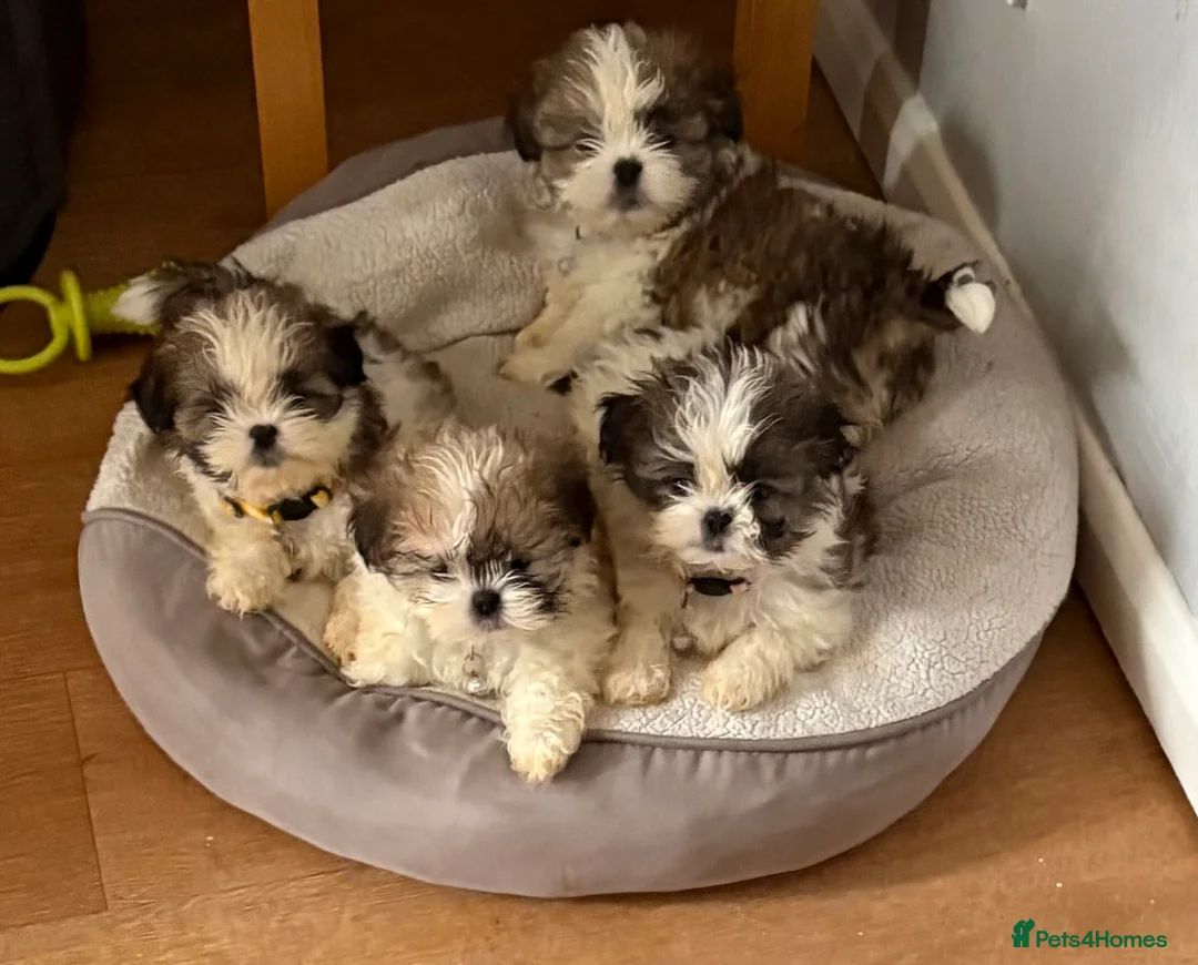 Shih Tzu dogs for sale: Shih Tzu - Advert 1