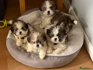Shih Tzu dogs Shih Tzu - Advert 1