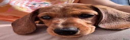 Miniature Dachshund dogs for sale: Miniature dachshund puppies - Ready Now!   - Advert 13