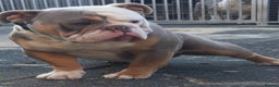 Old Tyme Bulldog dogs for stud: old English bulldog  in Sunderland - Advert 7