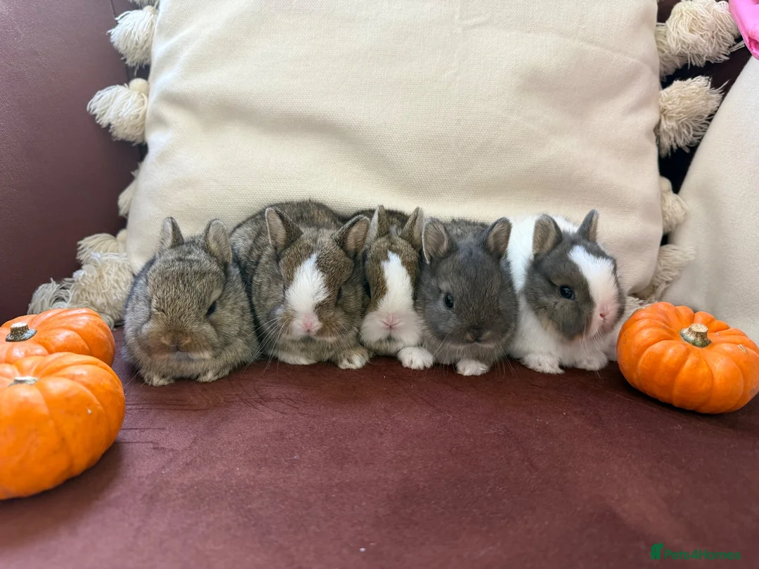 Netherland Dwarf rabbits for sale: Gorgeous Netherland Dwarf bunnies in Carlisle - Advert 1