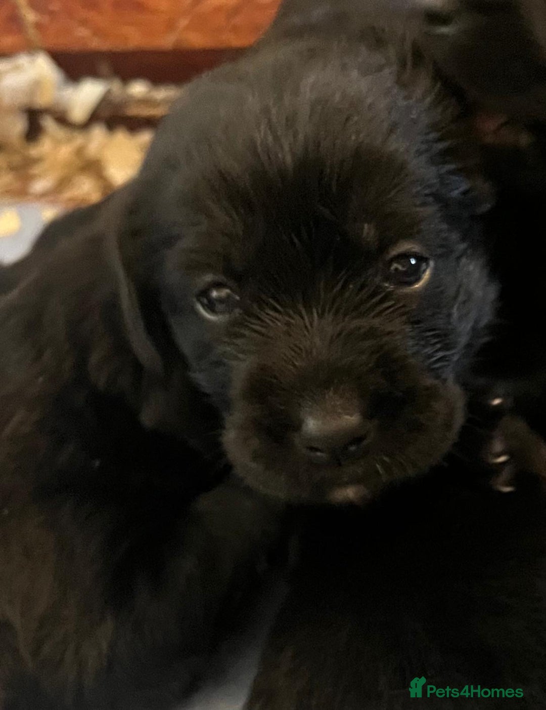 Mixed Breed dogs for sale: Gorgeous German Wirehaired Pointer X puppies  - Image 2