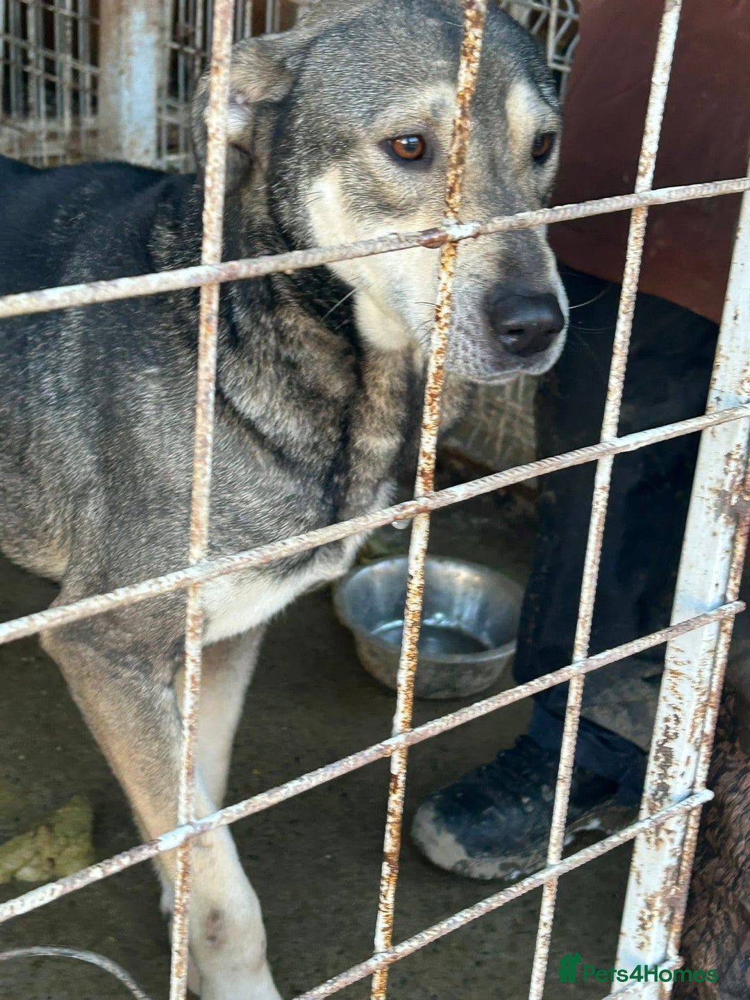 Mixed Breed dogs for adoption: Shirley - Norwich Norfolk  - Image 25