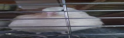 Quail poultry for sale: Female coturnix brown or white jumbo quails  - Advert 2