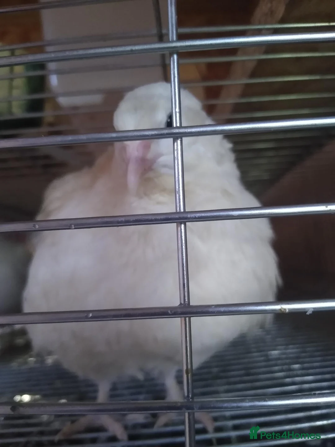 Quail poultry for sale: Female coturnix brown or white jumbo quails  - Advert 2