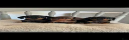 Miniature Dachshund dogs for sale: Kc registered miniature dachshund puppies  - Advert 2