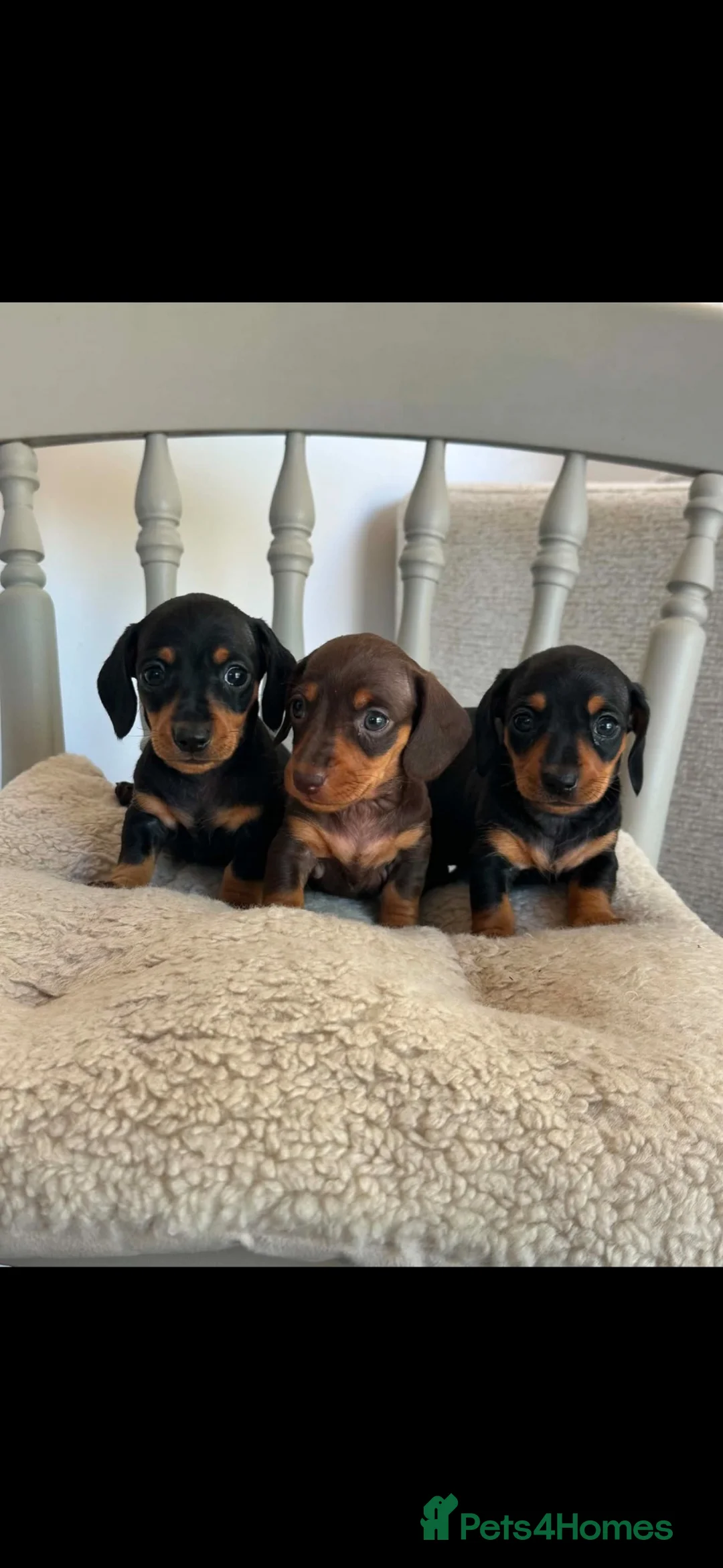 Miniature Dachshund dogs for sale: Kc registered miniature dachshund puppies  - Advert 2
