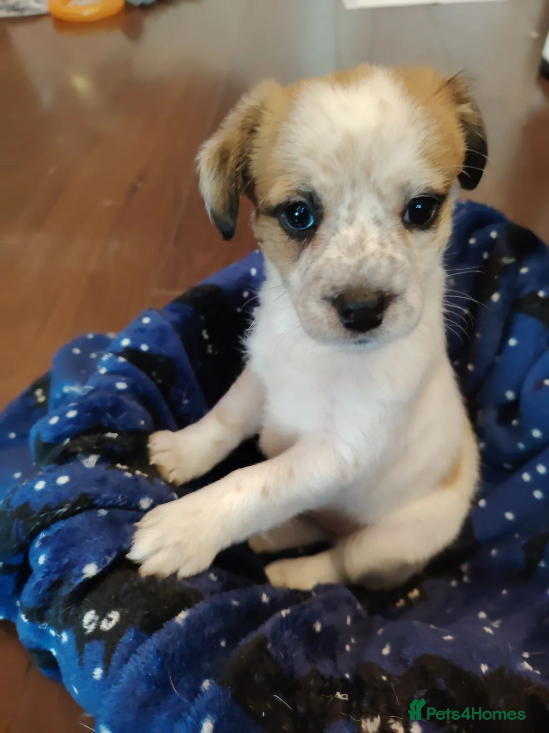 Jack Russell dogs for sale: Lovely jack Russell puppies - Advert 10