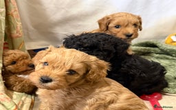 Miniature Poodle dogs for stud: KC phantom miniature poodle stud health tested in Thetford - Image 35
