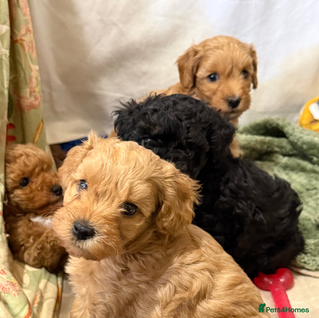 Miniature Poodle dogs for stud: KC phantom miniature poodle stud health tested in Thetford - Image 35