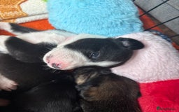 Mixed Breed dogs for sale: Beautiful whippet cross labrador(collie) puppies  - Image 38